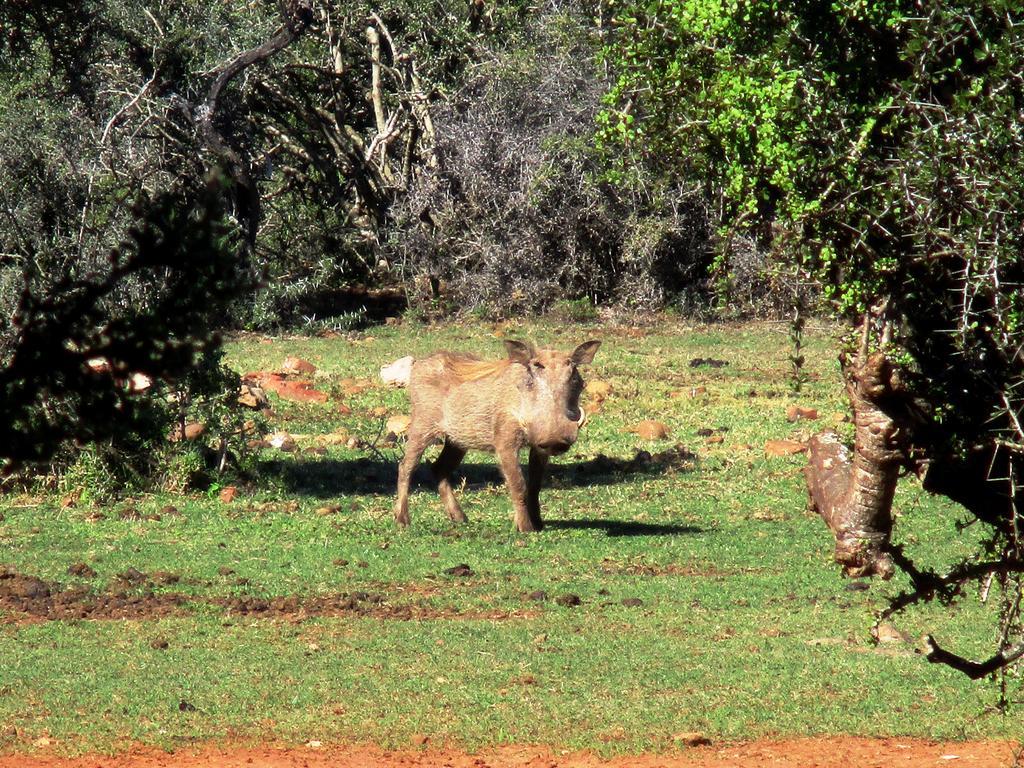 Valley Bushveld Country Lodge Addo Exterior photo