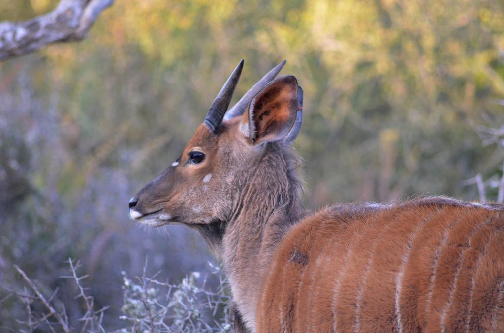 Valley Bushveld Country Lodge Addo Exterior photo